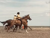 Horse (M), Anglo-Arabian — photo 1