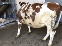 母牛, Yaroslavl cattle — 照片 5