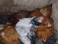 Chickens — Foto 2