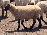 Dume la kondoo, Hampshire sheep — picha 3