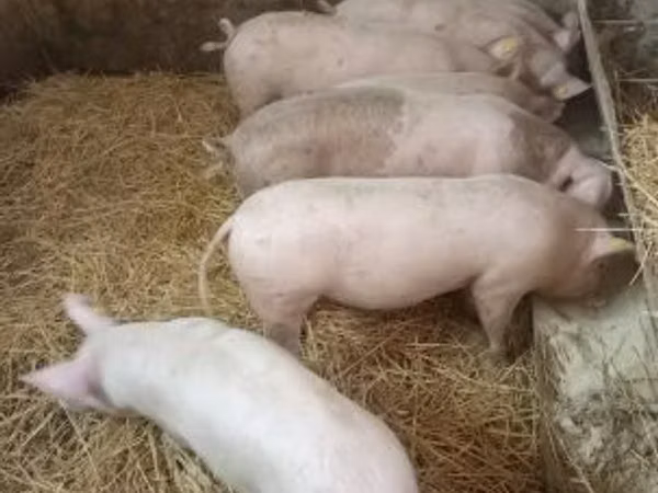 Pigs (batch, sex not specified), Pigs