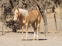 حصان, Quarter Horse — الصورة 5