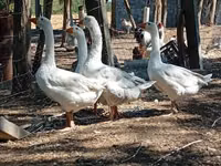 Geese — picha 3