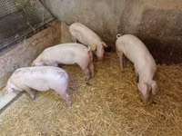Sow, Pigs — photo 4