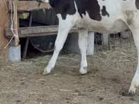 Cow, Holstein breed — photo 3