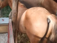 Horse (M), Russian Don — photo 4