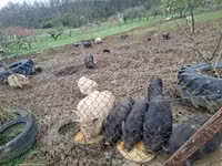 Pigs (batch, sex not specified) — photo 8