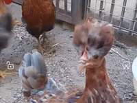 Chickens — photo 3