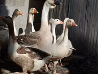 Geese — फ़ोटो 4
