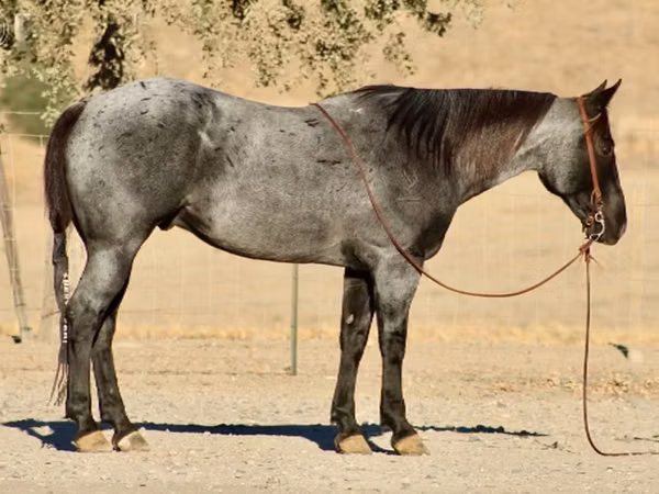 حصان, Quarter Horse