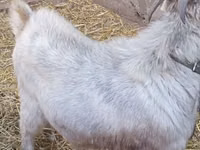 Billy Goat, Goats — photo 5