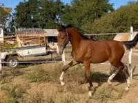 Caballo, Dutch warmblood horse — foto 6