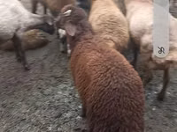 Schafe (Partie, Geschlecht nicht angegeben), Red Karaman sheep — Foto 3