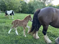 Stute, Gypsy horse — Foto 5