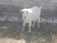 عنزة, الماعز — الصورة 1