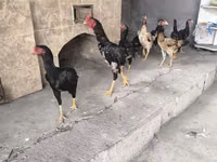 Chickens — foto 5