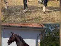 Caballo, Dutch warmblood horse — foto 1