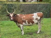 Kuh, Simmental cattle — Foto 2