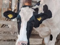 Kuh, Holstein-Rasse — Foto 1
