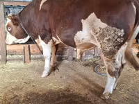 सांड, Simmental cattle — फ़ोटो 4