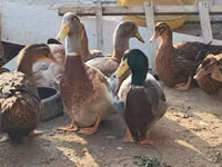 सैक्सोनी — फ़ोटो 3