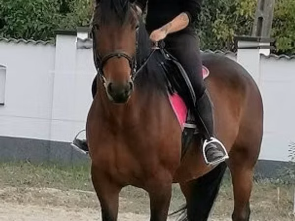 घोड़ी, Hungarian horse breed