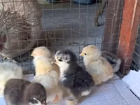 Pekin Bantam — picha 4