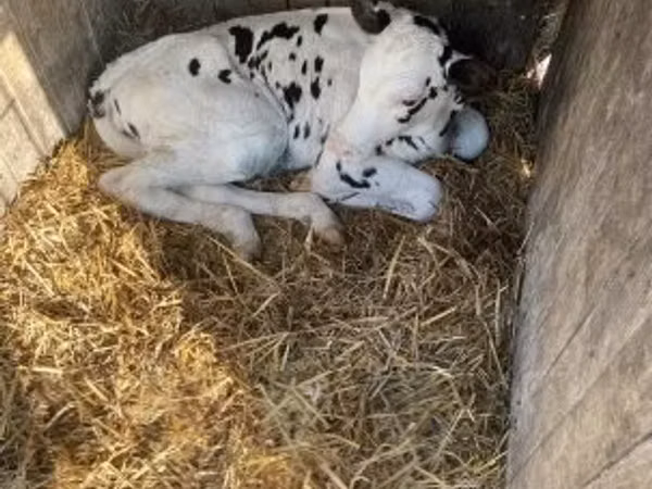 Toro, Raza Holstein