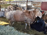 मेढ़ा, Arashan sheep — फ़ोटो 4