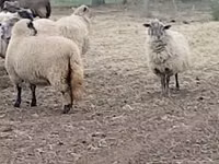 母羊, Merino sheep — 照片 1