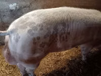 Eber, Schweine — Foto 1