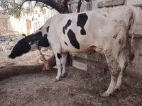 Kuh, Holstein-Rasse — Foto 4
