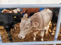 Bovinos (lote, sexo no especificado), Simmental cattle — foto 7