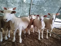 Oveja, Ile-de-France sheep — foto 2