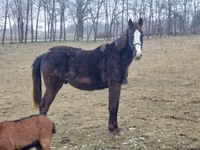 حصان, Hungarian horse breed — الصورة 1