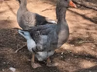 Geese — foto 2