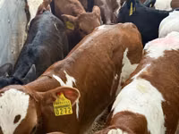 Rinder (Partie, Geschlecht nicht angegeben), Simmental cattle — Foto 7