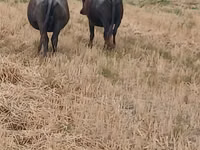 Cow, African Buffalo — photo 2
