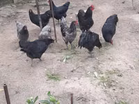 Australian Pit Game fowl — picha 3