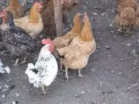 Chickens — 照片 1