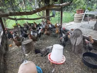 Bantam holandés — foto 8
