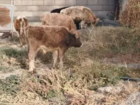 Toro, Ganado vacuno — foto 6