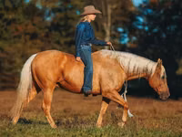 Farasi dume, Quarter Horse — picha 7