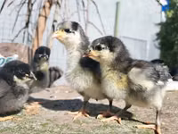 Australorp — Foto 3