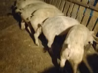 Eber, Schweine — Foto 2
