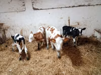 Ng'ombe (kikundi, jinsia haijatajwa), Simmental cattle — picha 6