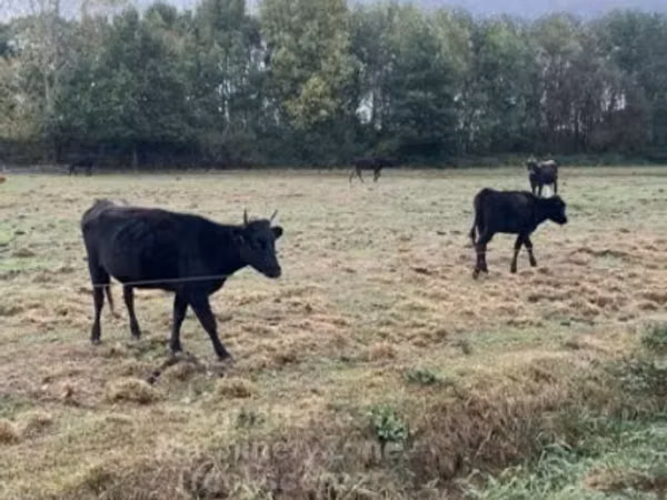 Kuh, Wagyu