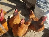 Chickens — 照片 3