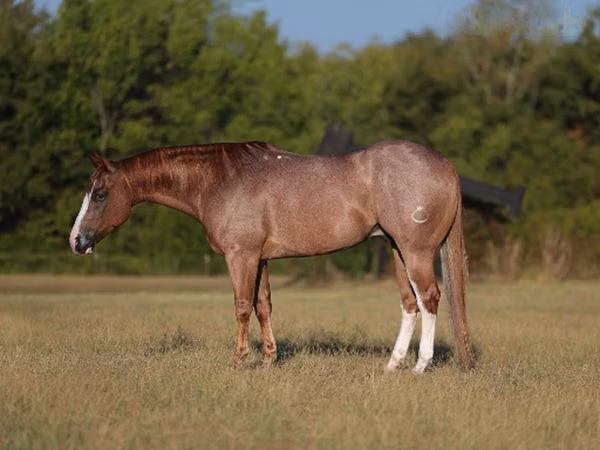 Hengst, Quarter Horse