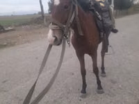 Yegua, Karabakh horse — foto 2